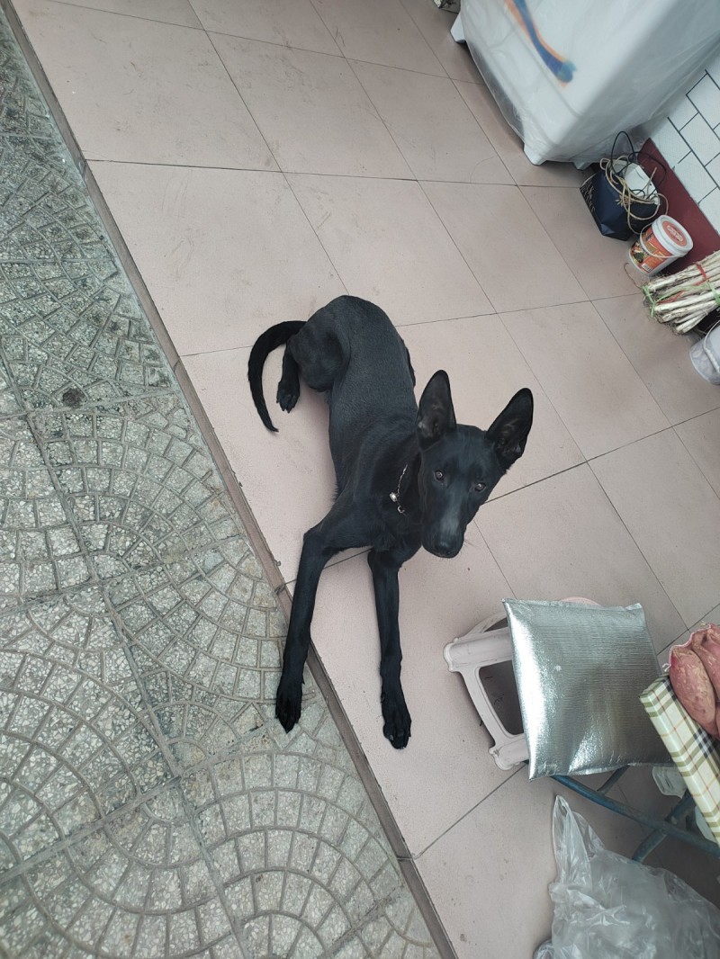 从小喂养黑狼犬现八个月出售（第 2 张）