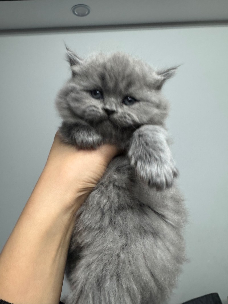 自家繁育纯种小蓝猫出售啦（第 1 张）