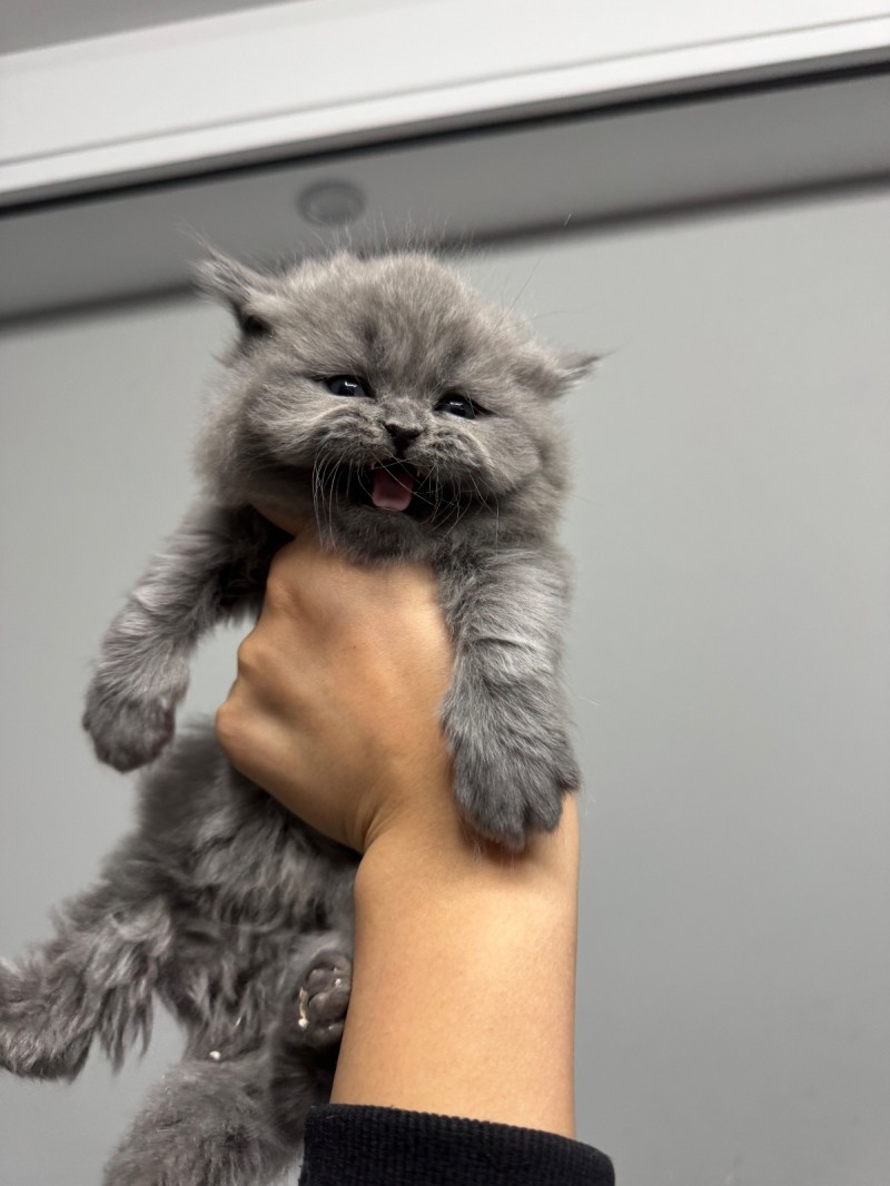 自家繁育纯种小蓝猫出售啦（第 2 张）