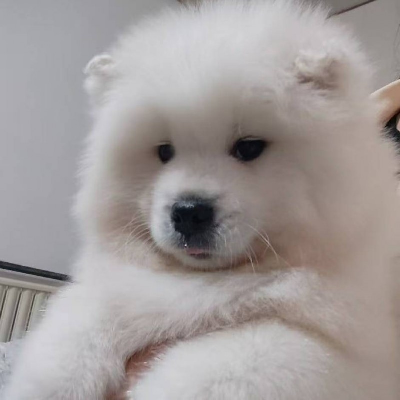 熊版萨摩幼犬个人家繁殖一手货源有想法的滴滴（第 1 张）