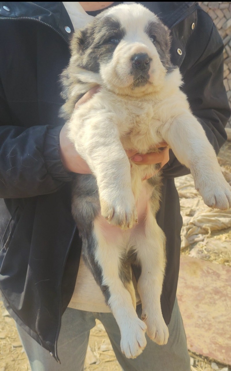 中亚幼犬已满月，可以预定了，公母都有！做两针卫佳五后出售！品相自观！大头版！（第 1 张）