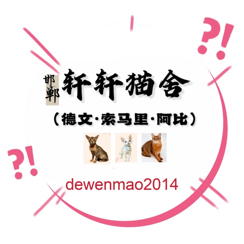 轩轩猫舍:德文卷毛猫，阿比尼西亚猫，索马里猫，出售小猫（第 1 张）