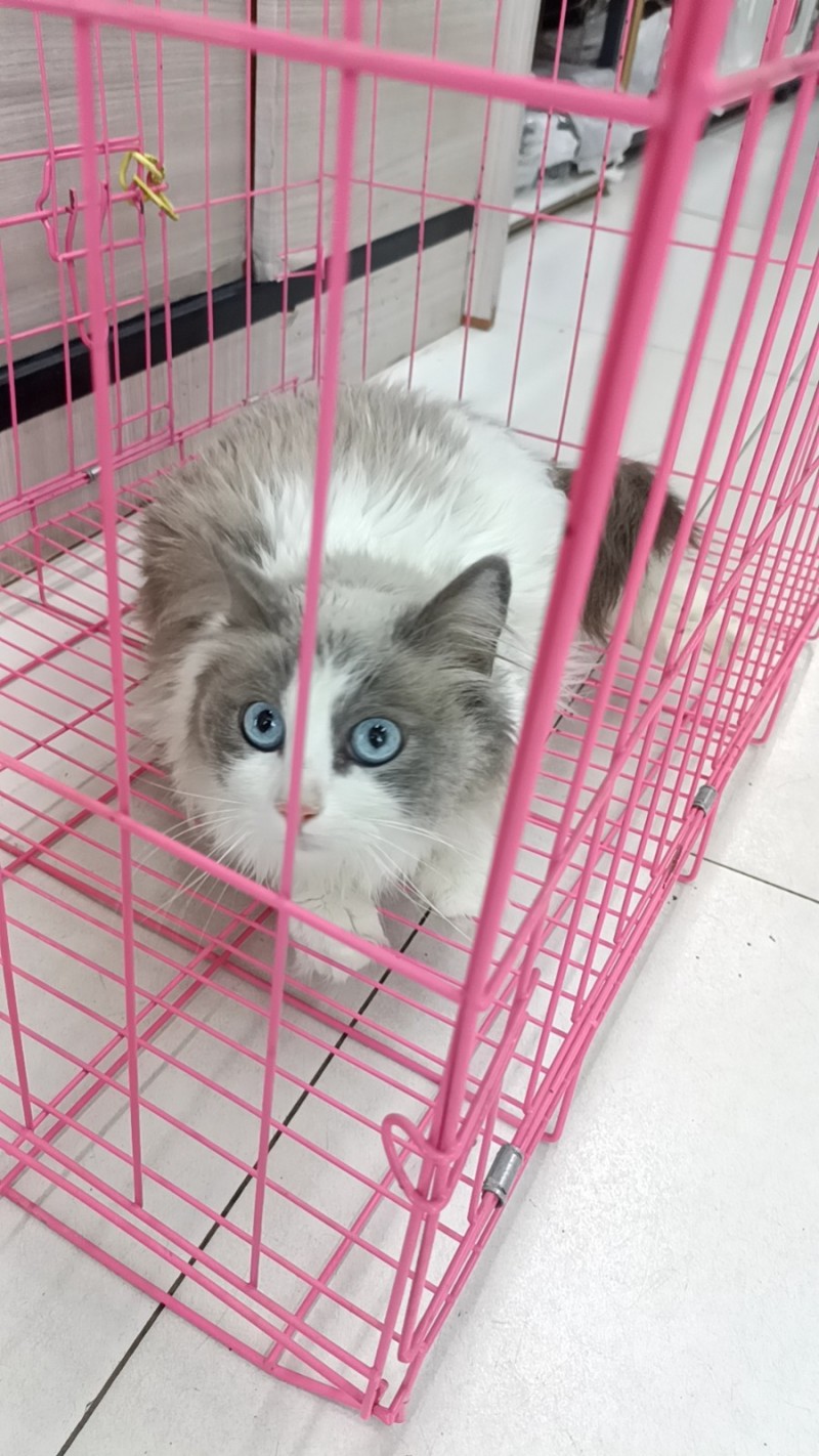 家里有一个布欧小庞物猫，不想养了，卖时一千多，现在五六百元。谁想养的联我。（第 1 张）