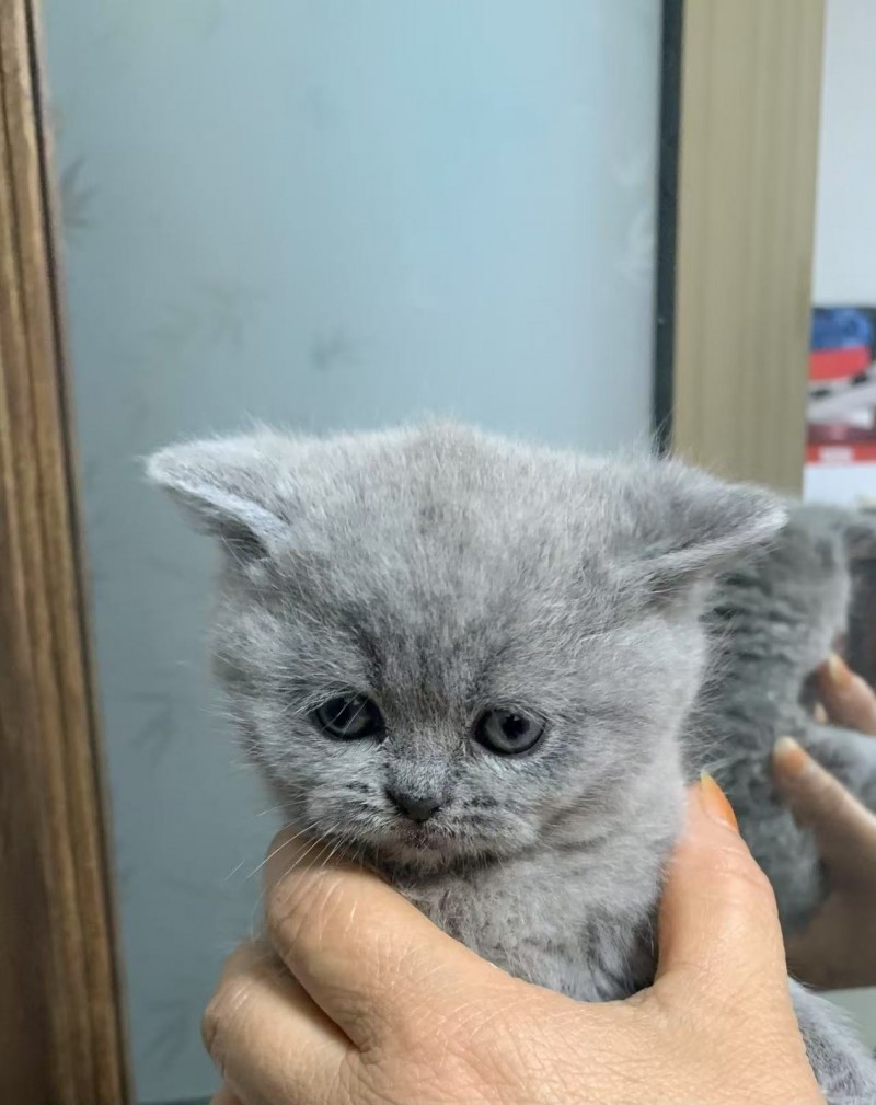 品相超好的小蓝猫，属于可爱的英短品种，现仅一个多月龄，健康无忧！已做体内驱虫和体（第 1 张）