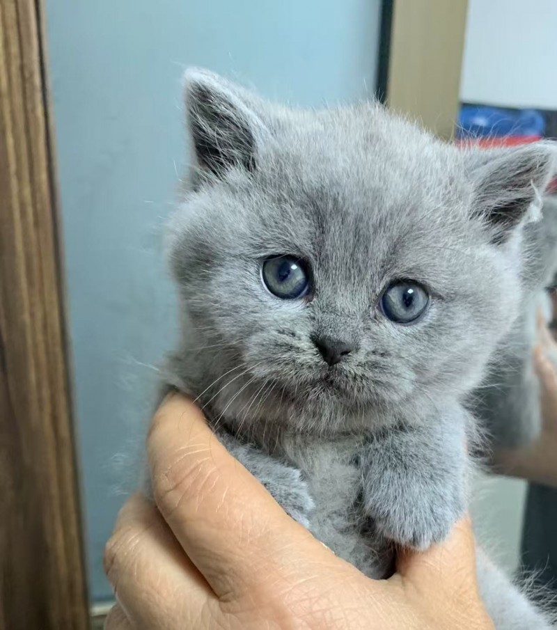 品相超好的小蓝猫，属于可爱的英短品种，现仅一个多月龄，健康无忧！已做体内驱虫和体（第 2 张）