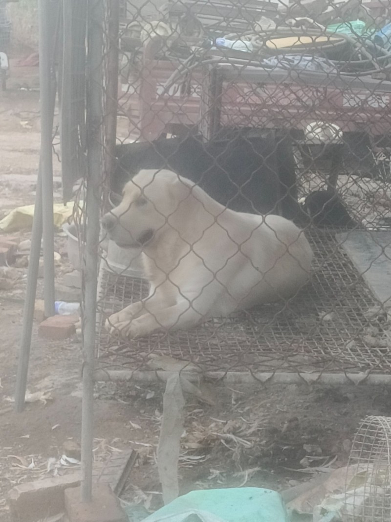 忍痛割爱，出售爱犬拉布拉多公，大头大骨架（第 1 张）