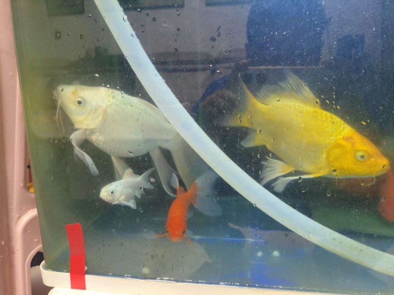 80鱼缸周转盒，森森品牌增氧泵，森森品牌过滤泵，蝴蝶鲤25-30公分2条，锦鲤1（第 1 张）