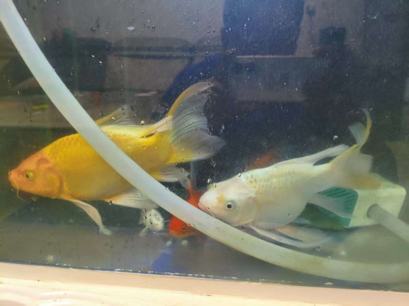 80鱼缸周转盒，森森品牌增氧泵，森森品牌过滤泵，蝴蝶鲤25-30公分2条，锦鲤1（第 2 张）