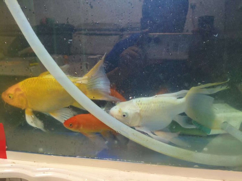 80鱼缸周转盒，森森品牌增氧泵，森森品牌过滤泵，蝴蝶鲤25-30公分2条，锦鲤1（第 3 张）