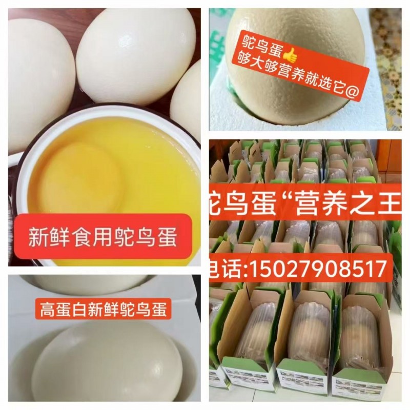 专业养鸵鸟，需要鸵鸟蛋，鸵鸟肉，鸵鸟苗的，可以联系（第 1 张）