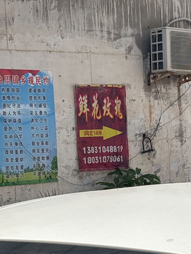 鲜花玫瑰（第 1 张）