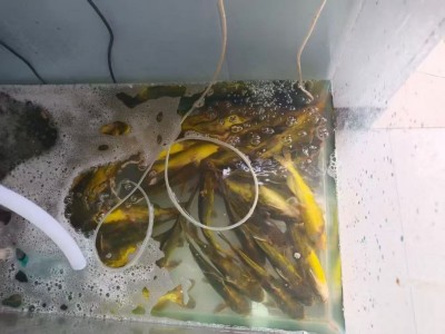 农村小破店，就俩菜，炖鸡128赠4个凉菜、花卷一份。炖嘎鱼138赠4个凉菜、花卷（第 4 张）