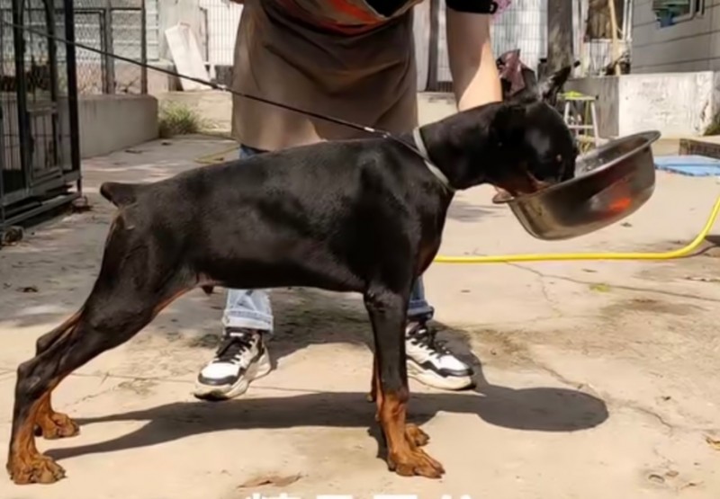 出售双血统杜宾犬一条公5个月多，玩杜宾最重要的是看结构，无结构不杜宾。这条是这胎（第 1 张）