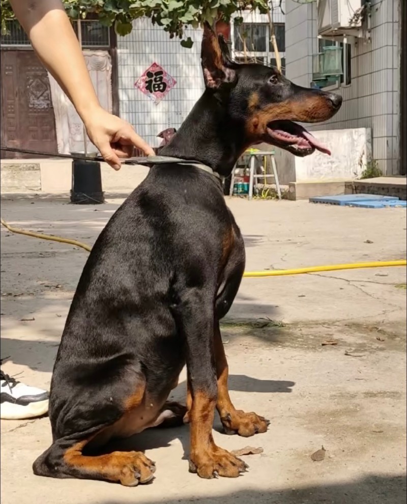 出售双血统杜宾犬一条公5个月多，玩杜宾最重要的是看结构，无结构不杜宾。这条是这胎（第 2 张）