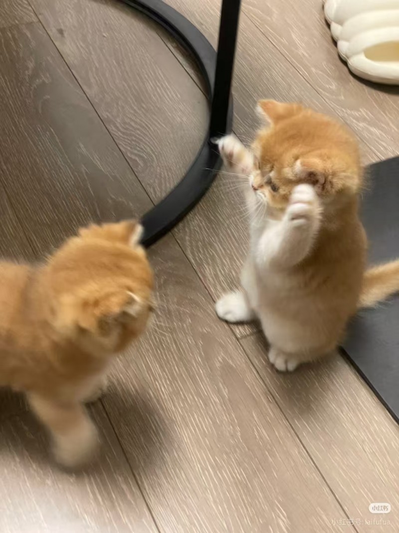 出售小猫（第 1 张）