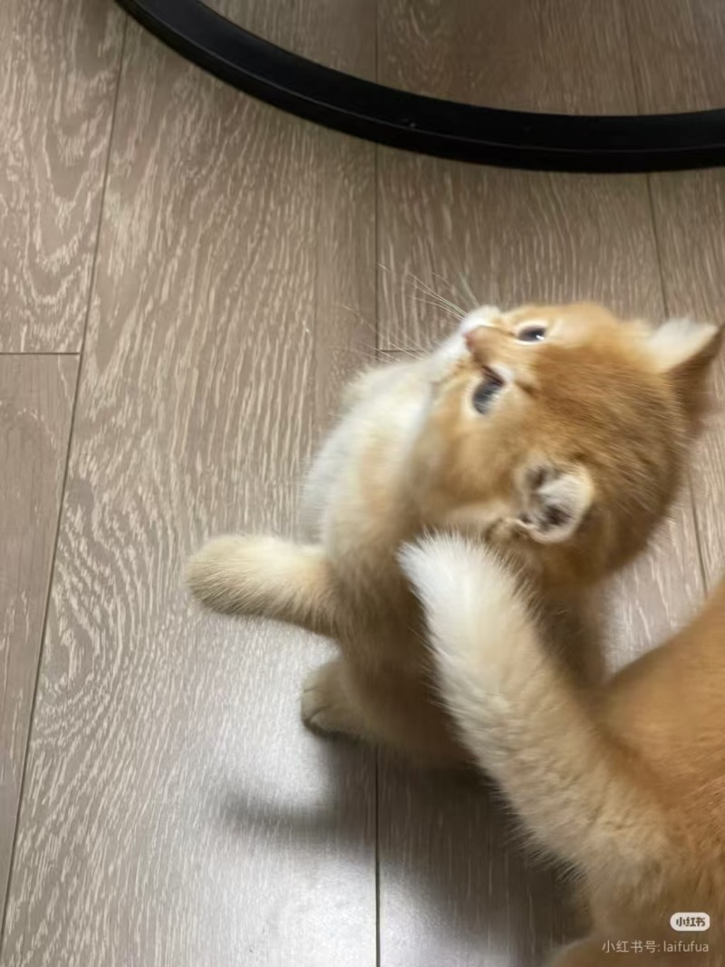 出售小猫（第 2 张）