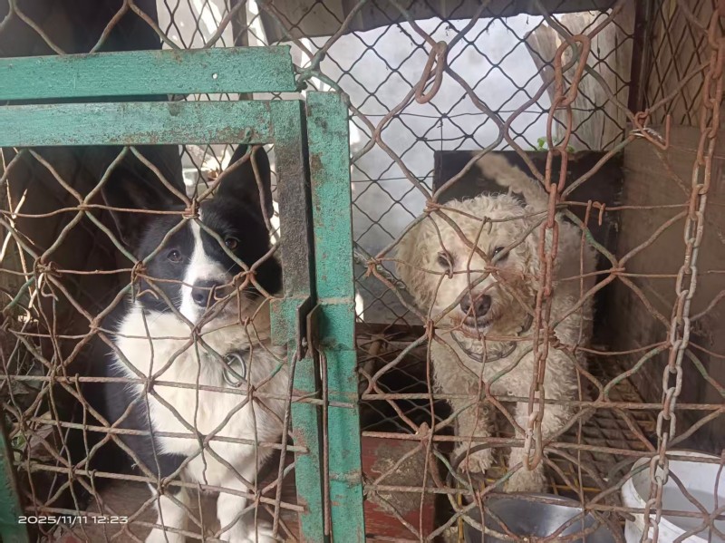 出售，柯基犬，比熊犬，需要的联系我（第 1 张）