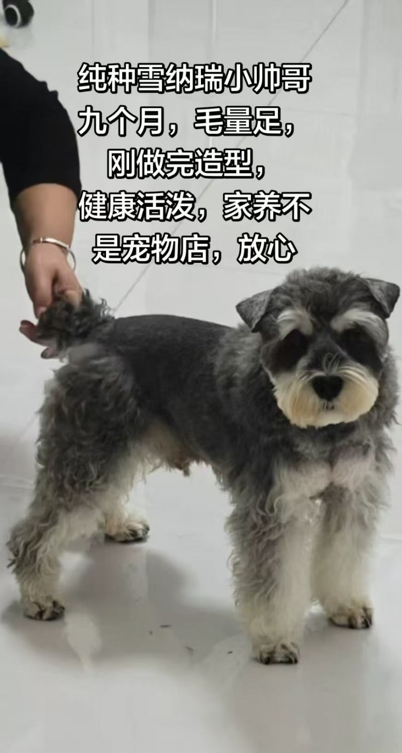 出售：纯种雪纳瑞（第 1 张）