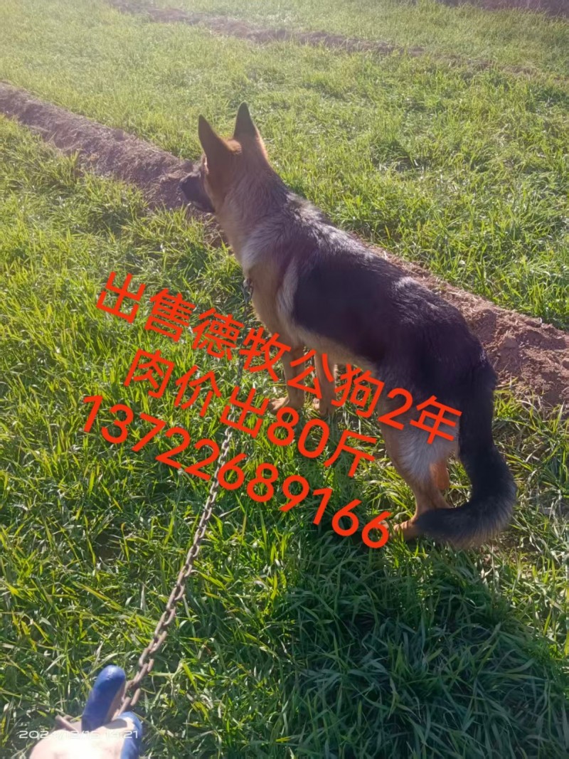 出售德牧，有想放羊的联系我！牧羊犬（第 1 张）