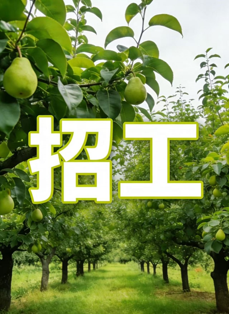 梨树套瓶（第 1 张）