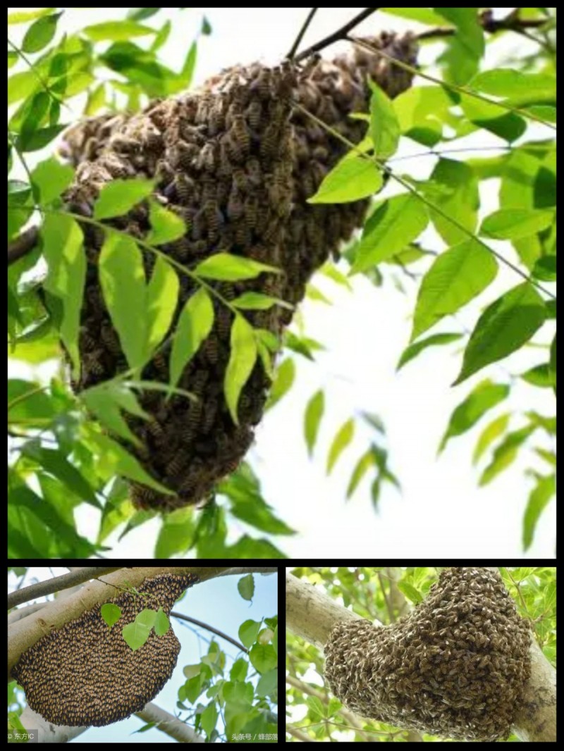 免费清理密蜂，路边树下，房前屋后，公园，公共场合，工厂，个人家里，免费帮你清理（第 1 张）