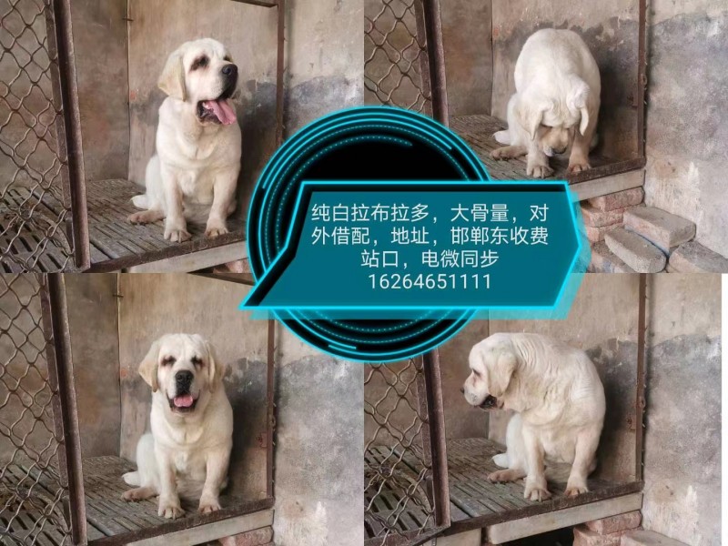 拉布拉多种公对外借配（第 1 张）