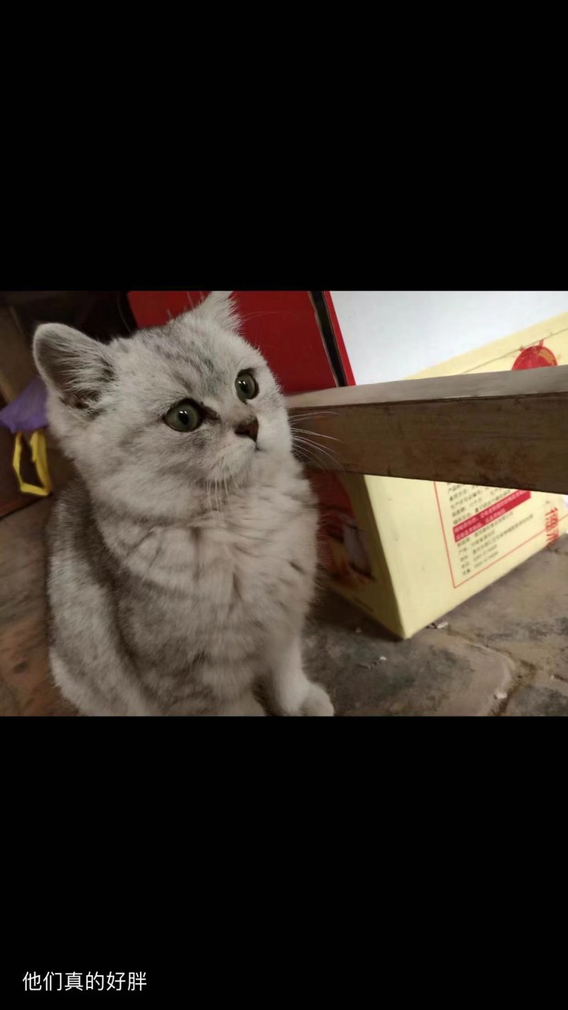 纯种蓝猫活体宠物猫，谁要联系，500块钱（第 1 张）