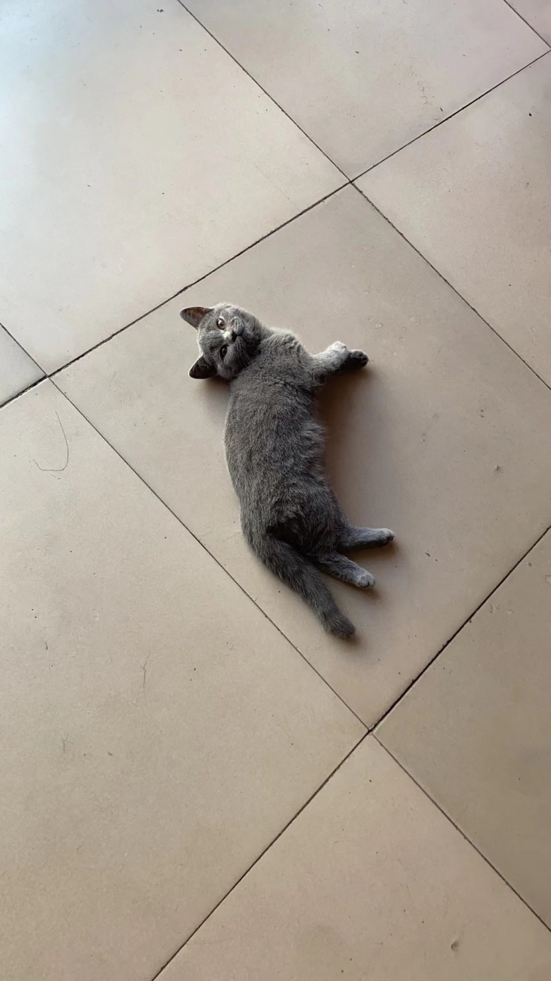 出售 纯种蓝猫一只，三个月，小公猫，喜欢的联系（第 1 张）