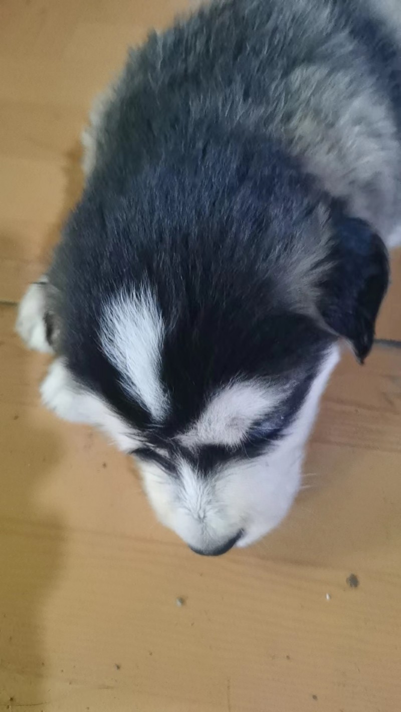 出售幼犬广（第 1 张）