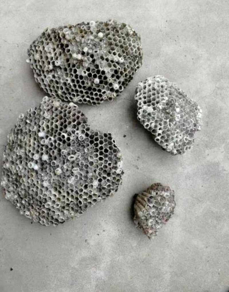 长期大量收购 软蜂房450一公斤甲鱼壳50一公斤 有货联系（第 2 张）
