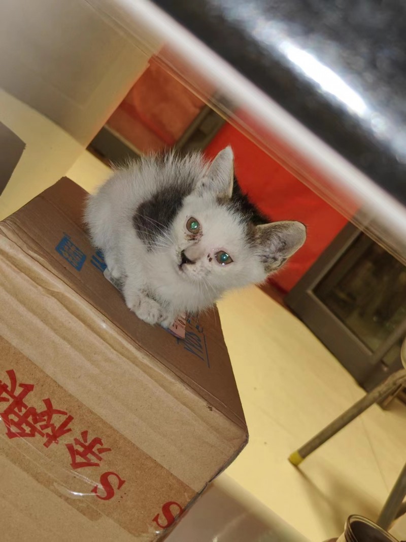 免费领养小猫咪，小公猫，限永年自己来提地址双陵村，真心喜欢小猫的联系（第 1 张）