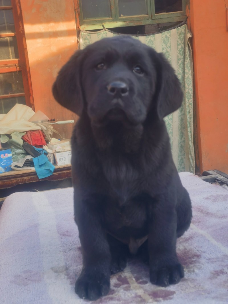 出售精品拉布拉多幼犬两针育苗两个多月（第 2 张）