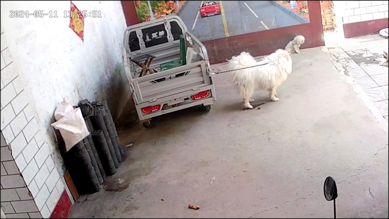 博美，比熊，萨摩耶种公对外借配，出售幼犬（第 2 张）