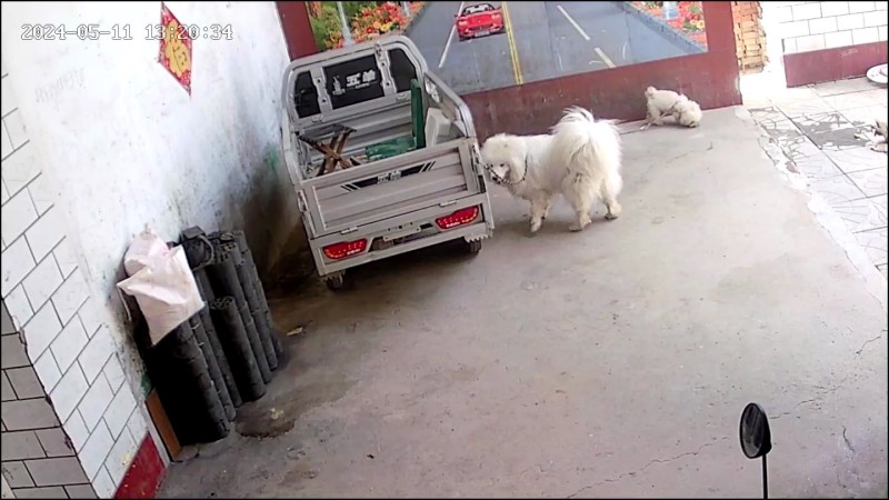 博美，比熊，萨摩耶种公对外借配，出售幼犬（第 3 张）