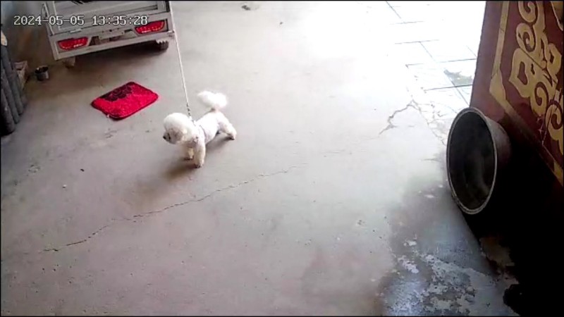 博美，比熊，萨摩耶种公对外借配，出售幼犬（第 1 张）
