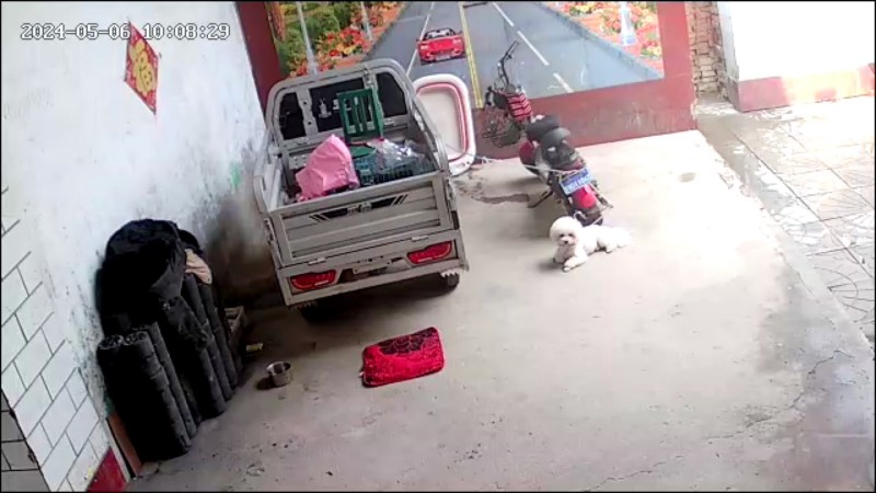 博美，比熊，萨摩耶种公对外借配，出售幼犬（第 4 张）