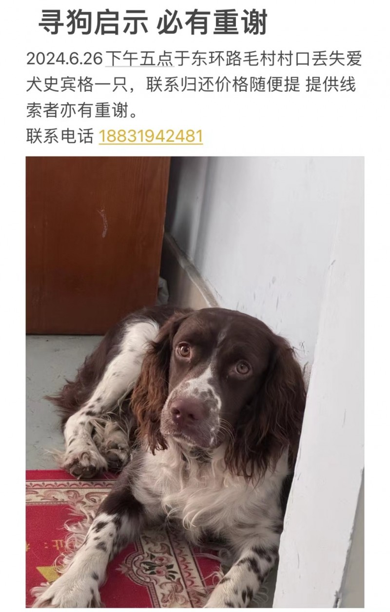 丢失一条爱犬，有线索联系，归还价格随便提，必有重谢（第 1 张）