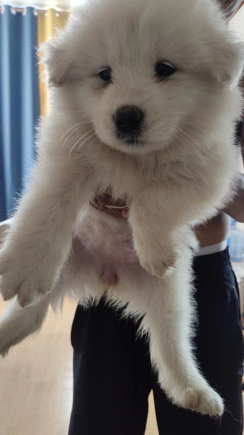 出售萨摩耶幼犬，四十来天，价格优惠，想要联系（第 3 张）