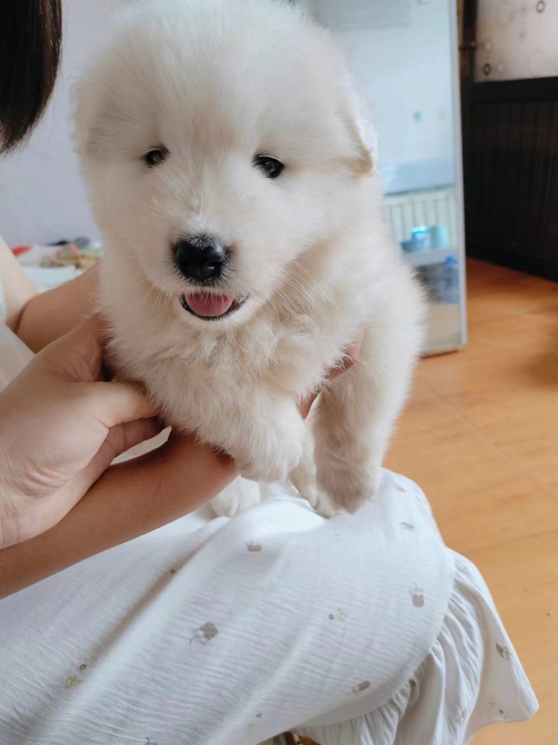 出售萨摩耶幼犬，四十来天，价格优惠，想要联系（第 1 张）