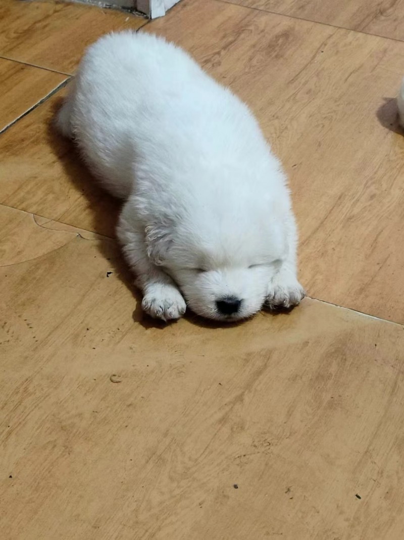 出售萨摩耶幼犬，四十来天，价格优惠，想要联系（第 2 张）
