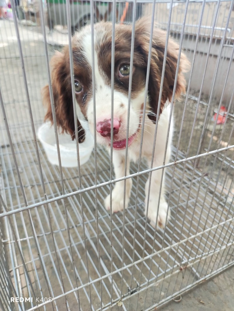 史宾格幼犬，公75天。（第 1 张）