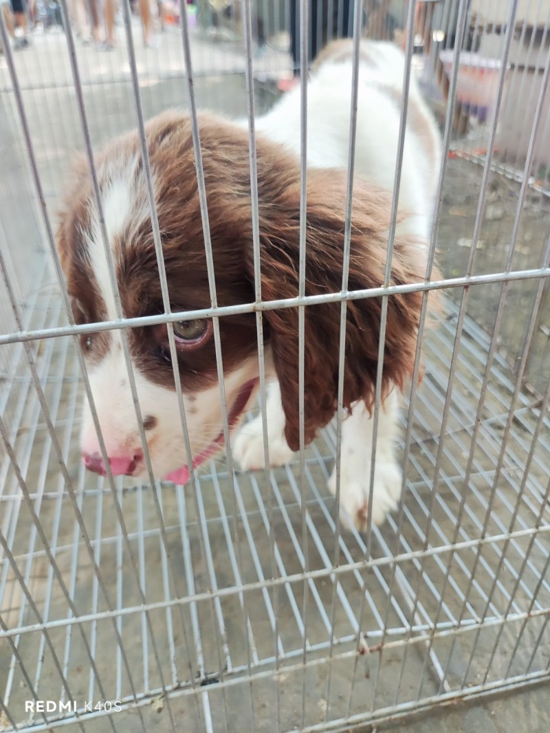 史宾格幼犬，公75天。（第 2 张）