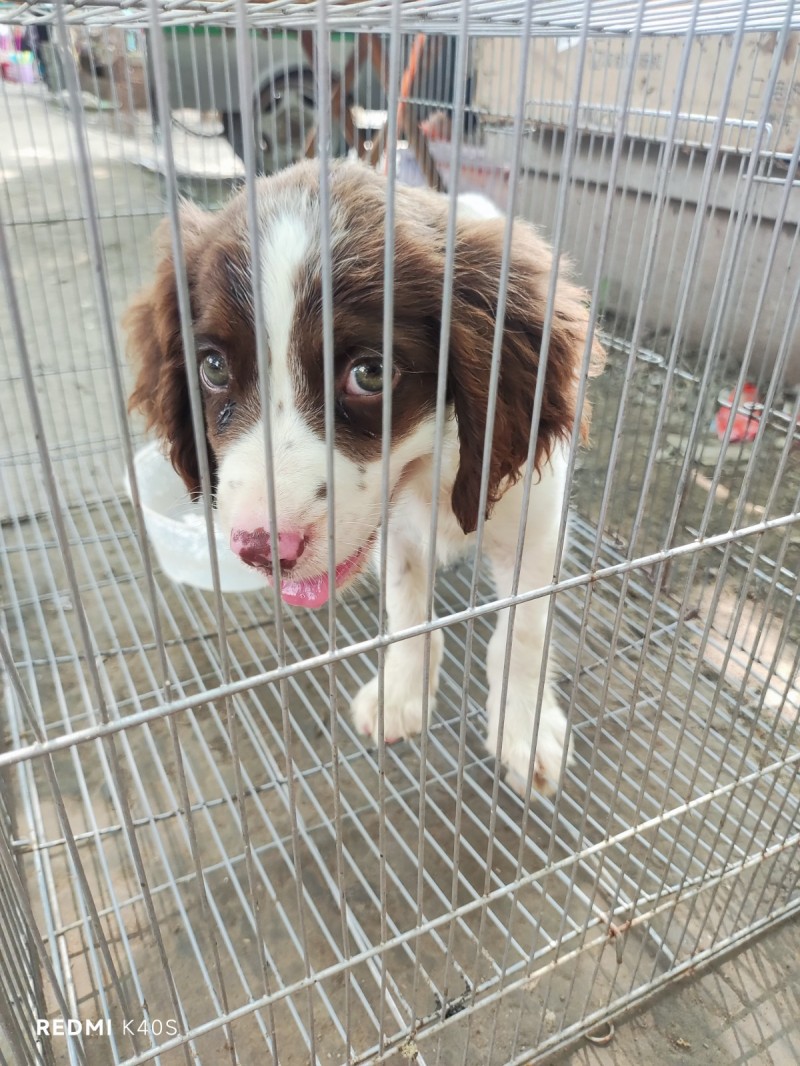 史宾格幼犬，公75天。（第 3 张）