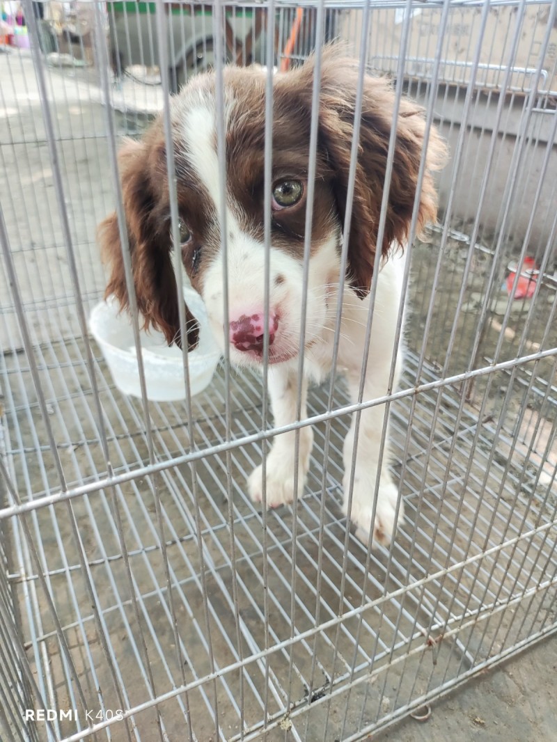 史宾格幼犬，公75天。（第 4 张）