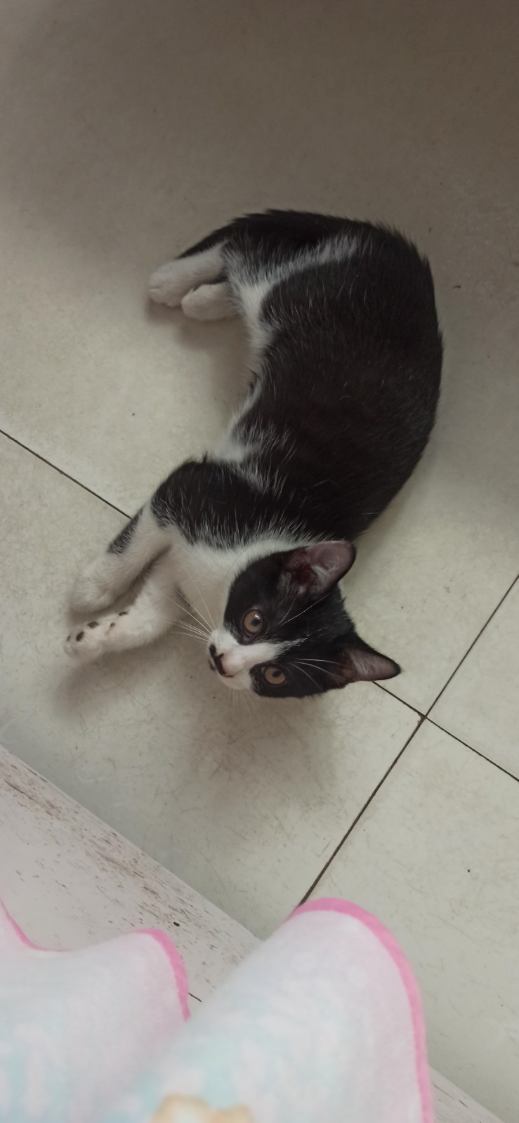 家养小猫免费领养，一大两小（第 1 张）