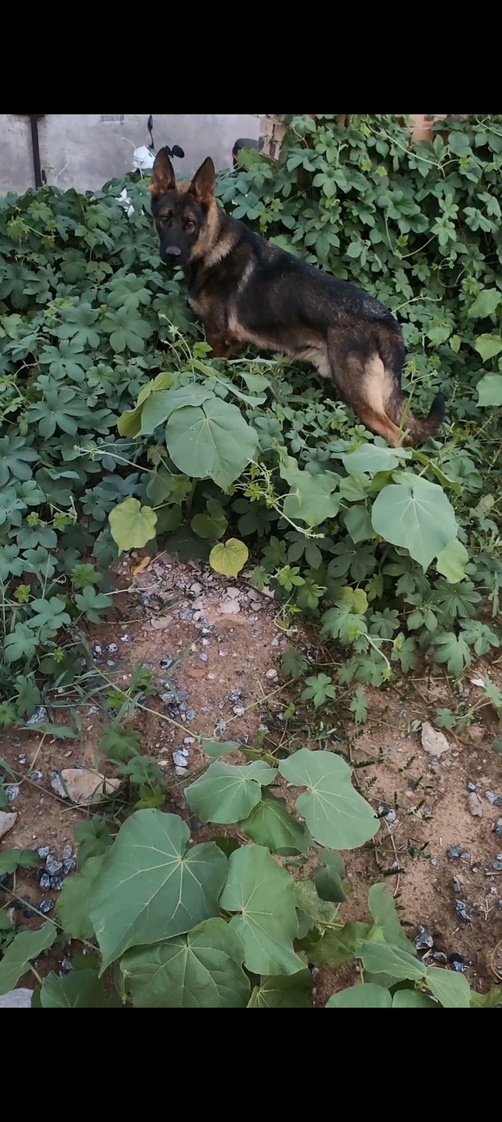出售借配东德牧羊犬(狼灰色)。三个月小东德出售(纯黑色)（第 1 张）