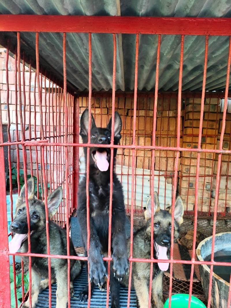 出售借配东德牧羊犬(狼灰色)。三个月小东德出售(纯黑色)（第 2 张）