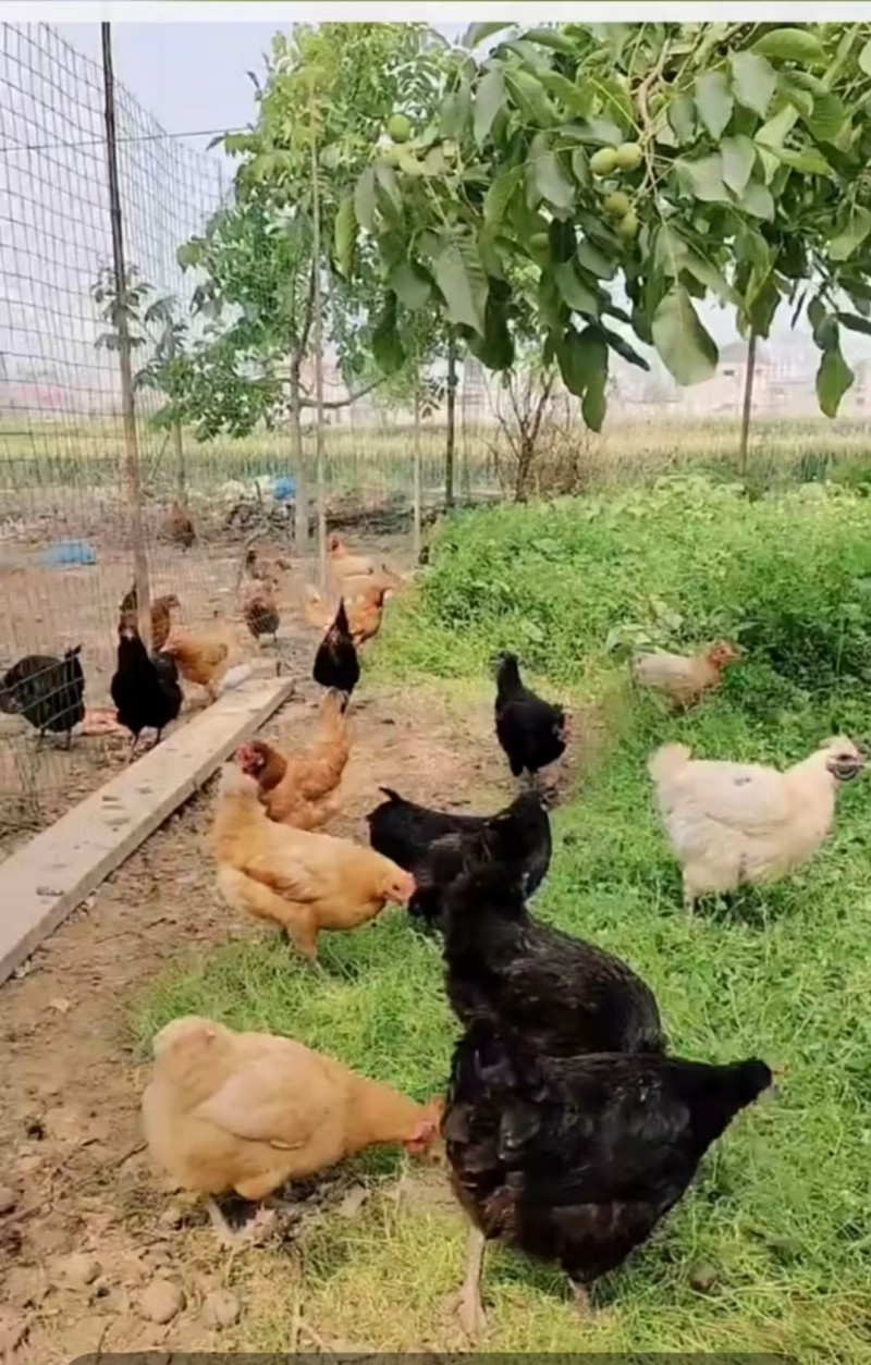 散养土鸡蛋，自然健康。原味土鸡蛋，生态土鸡蛋，美味健康。中秋佳节将至，送给亲朋好（第 6 张）