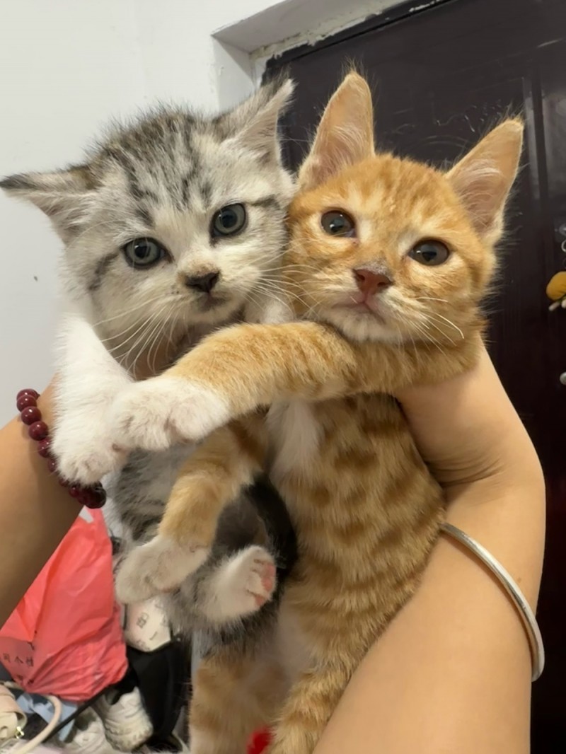 免费领养猫咪自提（第 1 张）