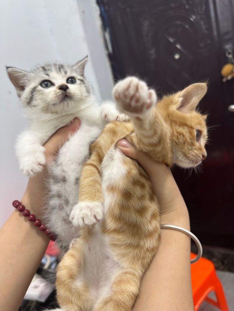 免费领养猫咪自提（第 2 张）